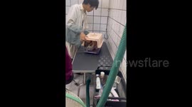 China: Cat Holding Itself with One of Its Paw