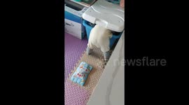 China: Little Baby got Stuck in a Box