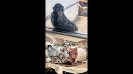 Monkey bursts into laughter after staring at child at Shanxi zoo