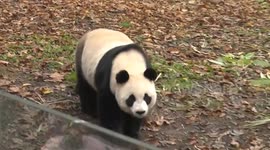 Belgium: People bid farewell to three giant pandas at Belgian zoo