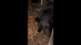 Adorable Bear Misinterprets 'Down' Instruction