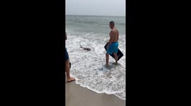 Stingray Washes Ashore in New York
