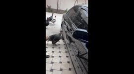 Turkeys peck car in Fergana, Uzbekistan