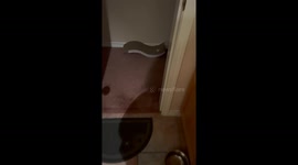 Tiny kitten adorably jumps out at owner from around corner to scare her