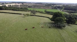 4 highland cows walking in a column on the Scottish/English border
