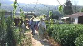 Latvian delegation delves into tea culture in central China