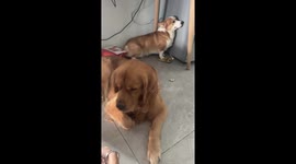 Golden Retriever scolded by owner while Corgi watches in fear in China