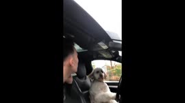 Dog takes the wheel in hilarious video from Boston, USA