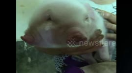 Pig born with two heads and three eyes in China