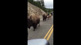 Parade of The Baby Bison and Their Mommies