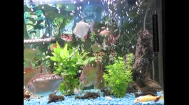 silver dollar fish playing with their dinner