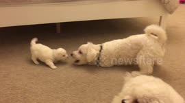 Tiny Puppy taking on dad...