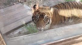 Tiger gets too close for a kid who starts crying...