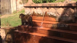 Tiger having a shower