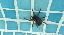 HUGE SPIDER, Cape Verde