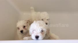 4 Cute Puppies about to have a bath