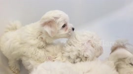 4 Maltipoo Puppies having a shower