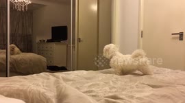 Puppy see's herself in the mirror for the first time