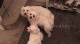 Ready, Go! And the dogs run up stairs...