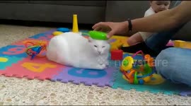 An unimpressed but tolerant cat