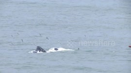Kayaker and surfers have VERY close encounter with humpback whales in California