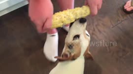 Dog eats corn on the cob