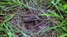 Increible un duende tratando de salir de un pozo