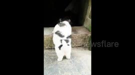 Puppy with short legs can't climb onto step