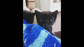 Baby Kittens (4 weeks old)