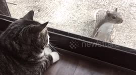 Squirrel desperately wants to play with cat
