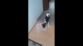 Crash found the pancake mix