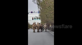 Camels clock off for the day and joyfully trot home like commuters after work