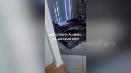 Aggressive magpie cracks window after pecking at it every morning for two weeks