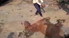 Horse rescued from critical injuries in central India, medical aid provided in time