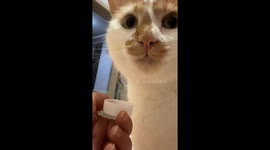 Cat tasting water, waiting for his opinion