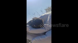 Chinese motorist discovers owl stuck in car's grille after hearing loud noise whilst driving