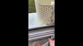 German pet owner creates makeshift elevator giving cat easy access to garden