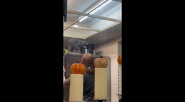 Exclusive-Cat climbs fridge to catch moth, ends up dangling from ceiling in hilarious TikTok video