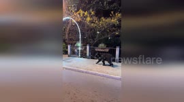 US: Bear Faces Off with Woman and Dog in Gatlinburg Before Heading Down Stairwell