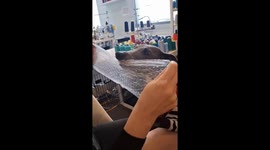 Dog pops bubble wrap to calm anxiety in Melbourne