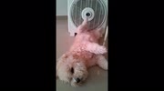 temp