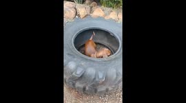 Dogs playfully spin in tire in Puerto Rico, Misiones Province