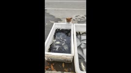 Cat catches fish after several attempts in Shandong