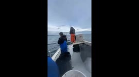 Fishermen inadvertently rescue seal from orcas as it hops onto their boat
