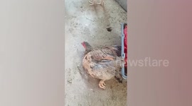 Farm yard chickens pass out drunk after eating wine sediments