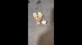 Dog picks up money in Santiago del Estero, Argentina