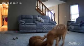 Dogs stop playing after owner talks through security camera