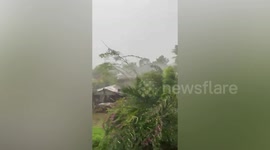 Trees sway violently during Typhoon Toraji in the Philippines