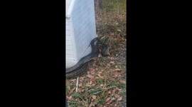 Four-metre-long pythons fight over mating rights in man's garden