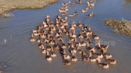 China: Ducks Wwim in the Wuyang River in Tongren
